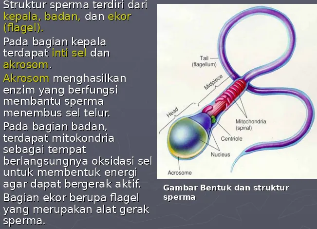 Gambar Bentuk dan struktur Gambar Bentuk dan struktur sperma