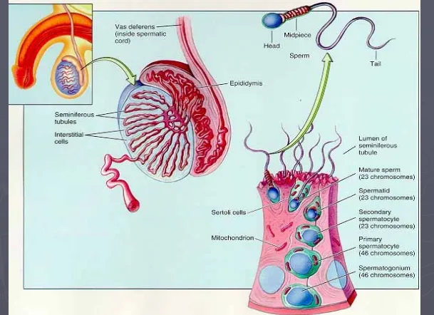 Gambar skema spermatogenesisGambar skema spermatogenesis