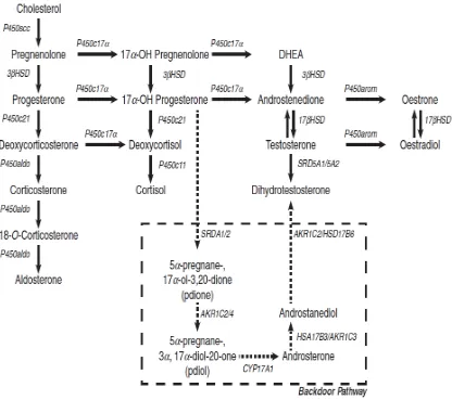 Gambar 1. Mekanisme Sintesis Androgen. Pembentukan kelompok hormon utama dari kolesterol