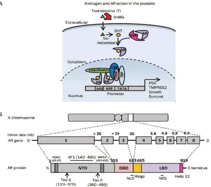 Gambar 1. Aksi androgen dan AR. Organisasi genom dari gen reseptor androgen manusia dan struktur domain fungsional dari protein reseptor androgen