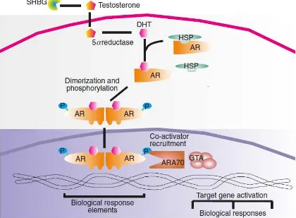 Gambar 3. Ikatan AR. Sex hormone binding globulin (SHBG) mentranspor lebih banyak testosteron mengelilingi sirkulasi menuju sel target dan mengalami reduksi menjadi DHT dan berikatan dengan AR dengan disosiasi heat shock protein