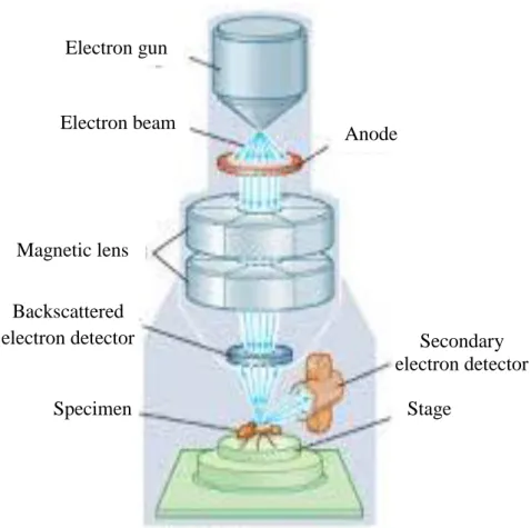 Gambar 9. Prinsip Kerja Scanning Electron Microscopy (SEM). 