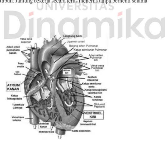 Gambar 3.4 Struktur Jantung 