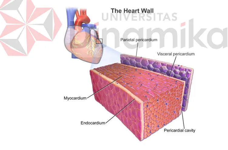 Gambar  3 .5 Struktur Dinding  Jantung  (Sumber : Wikipedia) 