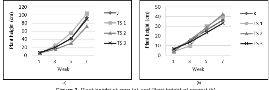 Figure 1. Plant height of corn (a), and Plant height of peanut (b)