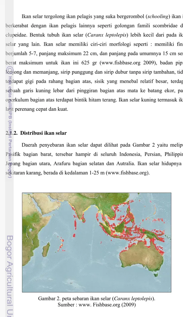 Gambar 2. peta sebaran ikan selar (Caranx leptolepis).  Sumber : www. Fishbase.org (2009)  