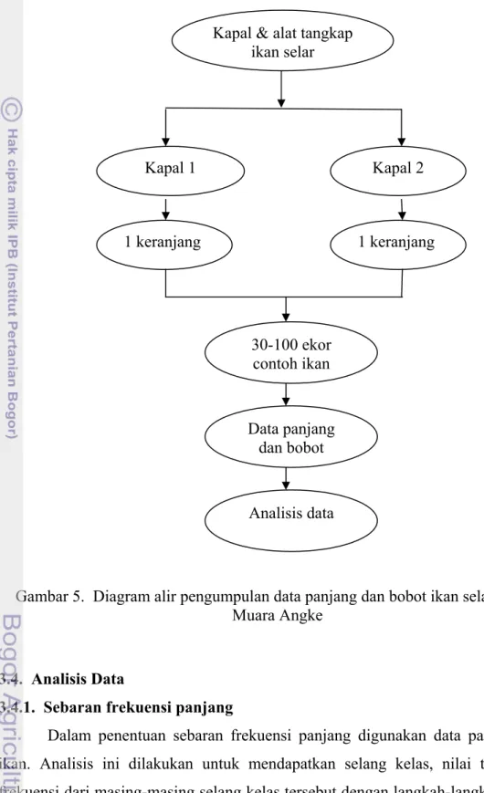 Gambar 5.  Diagram alir pengumpulan data panjang dan bobot ikan selar di TPI  Muara Angke 