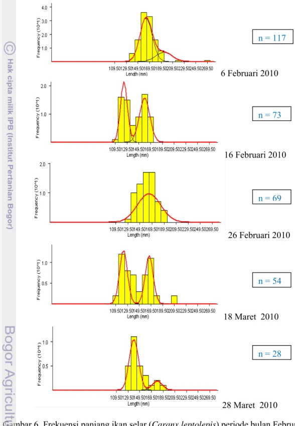 Gambar 6.  Frekuensi panjang ikan selar (Caranx leptolepis) periode bulan Februari  hingga bulan Maret 2010 