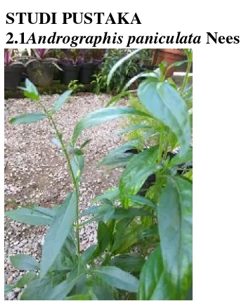 Gambar 1. Andrographis paniculata NeesTanaman ini termasuk kedalam familiaAcanthaceae