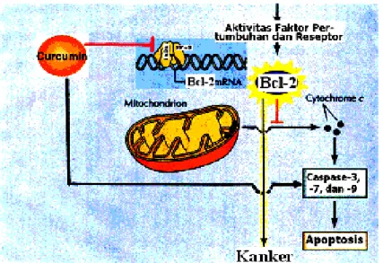 Gambar 2. Mekanisme aktivitas anti-kanker senyawa kurkumin pada  tingkat  molekuler.  