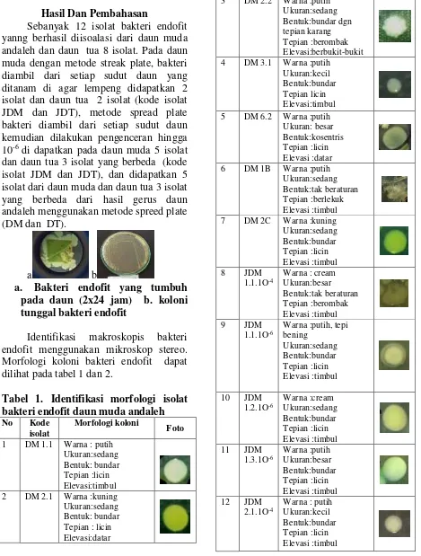 Tabel 1. Identifikasi morfologi isolat 