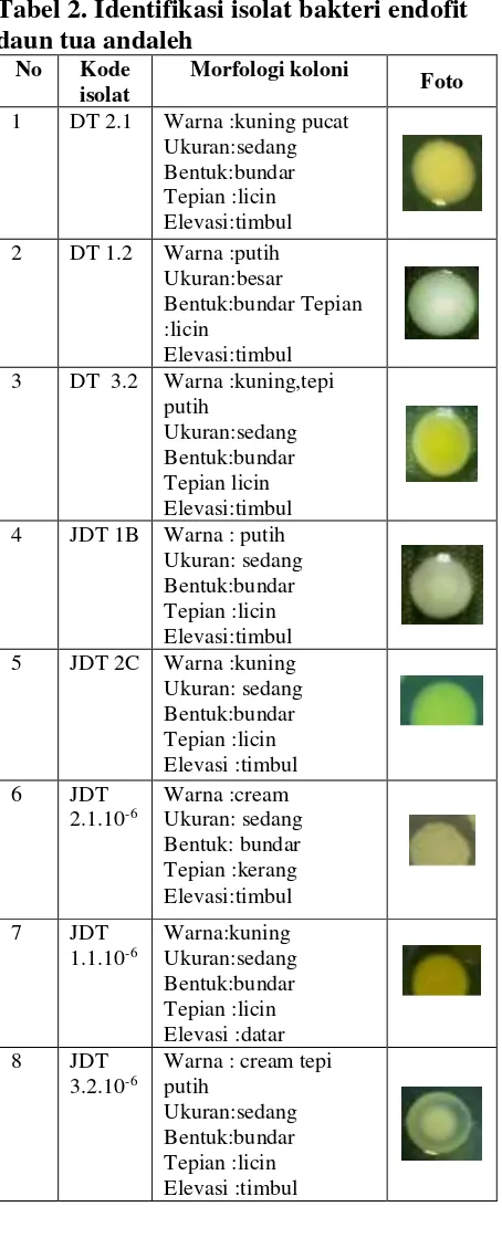 Tabel 2. Identifikasi isolat bakteri endofit 