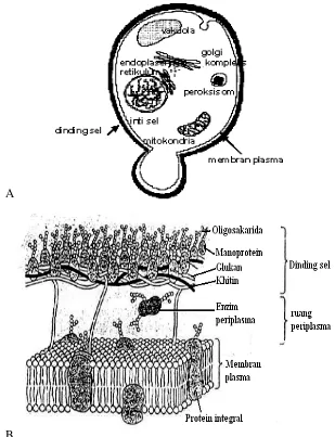 Gambar 6.  A. Skema sel khamir (Van der Rest  et al. 1995), B. struktur dinding           dan  membran sel khamir (Watson et  al