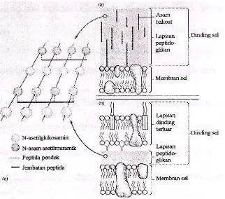 Gambar 7.  Struktur dinding dan membran sel bakteri (a) Gram positif, (b) Gram        negatif, (c) lapisan peptidoglikan (Cano dan Colome 1986) 