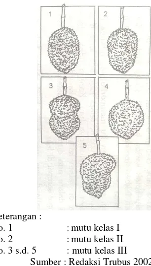 Gambar 6  Kelas Mutu Durian Monthong 