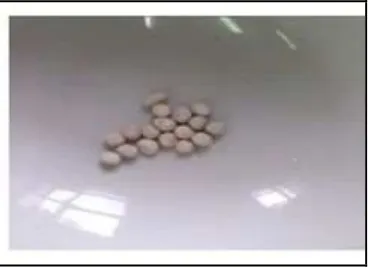 Figure 1. Photograph of gastroretentive spherical matrices of Alg-Ch containing RHCl that were given tothe rats.