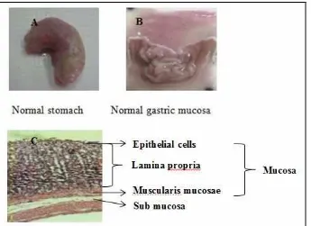 Figure 3.Macroscopical appearance ofrats stomach in pylorus ligation induced ulcer model