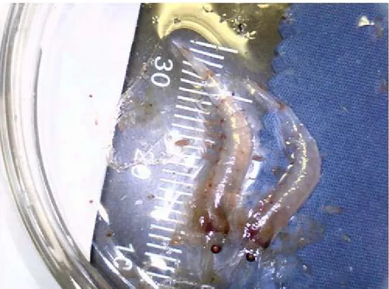 Gambar 3. Krill yang ditemukan di perairan Lamalera. 