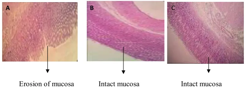 Figure 8. Histological section of rats gastric mucosa (10x10) after 10 days treatment