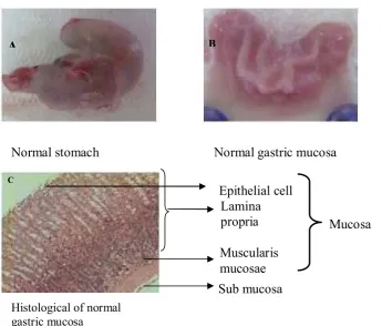 Figure 1. Normal stomach of rats A :  Normal stomach;  B, Normal gastric mucosa; and C, histological ofnormal gastric mucosa.