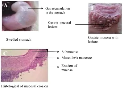 Figure 2: Effect of 1 ml 1 M HCl solution on the rats' stomach