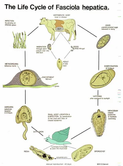 Gambar 1  Siklus hidup cacing trematoda (Fasciola hepatica)  (Sumber : Bennet 1999) 