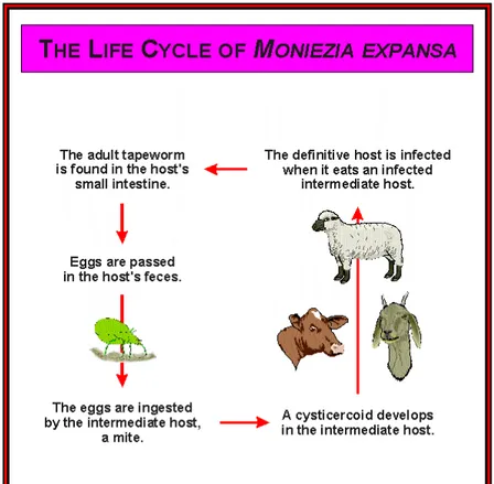 Gambar 2  Siklus hidup cacing cestoda (Moniezia expansa)  (Sumber : Anonim 2008c) 