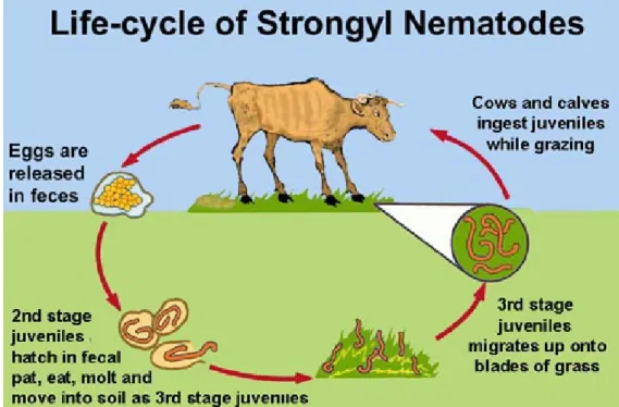 Gambar 3  Siklus hidup cacing nematoda (strongylid)  (Sumber : Hildreth 2003) 