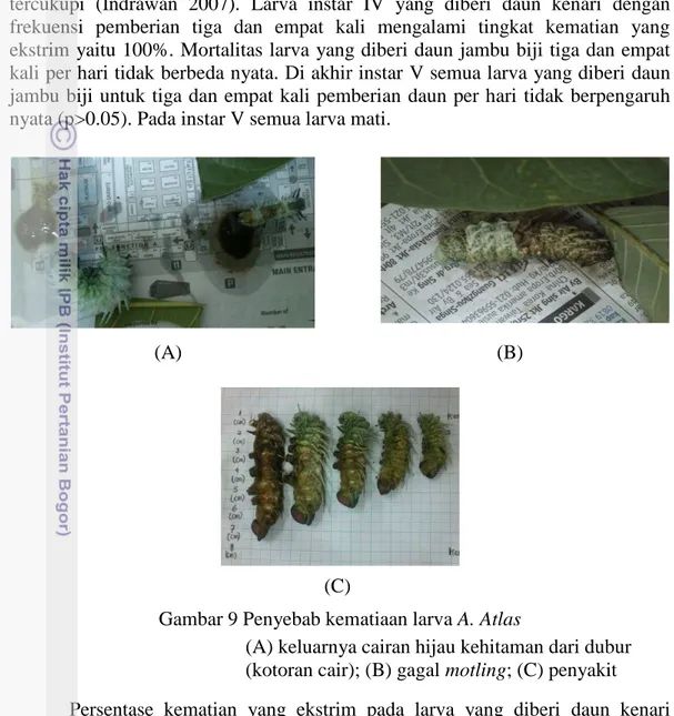 Gambar 9 Penyebab kematiaan larva A. Atlas 