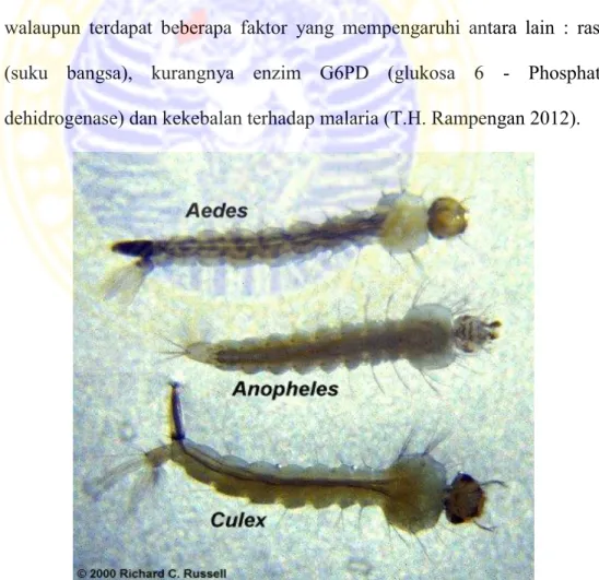 Gambar 2.4 Larva Nyamuk Anopheles, Aedes, dan Culex 