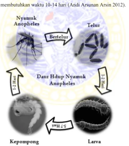Gambar 2.5 Daur Hidup Nyamuk Anopheles  
