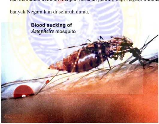 Gambar 2.7 Gigitan Nyamuk Anopheles Pada Manusia 