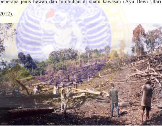 Gambar  2.8  Proses  Deforestasi  di  Kalimantan  Tengah  untuk  Lahan  Perkebunan Kelapa Sawit 