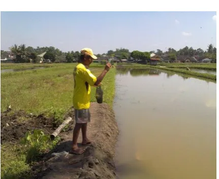 Gambar 2. Pemberian pakan ikan secara manual 