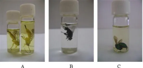 Gambar  2  Xanthopimpla  gampsura  (Ichneumonidae)  (A)  Sarchopaga  sp.  (Sarcophagidae)  (B)  Chrysis  sp