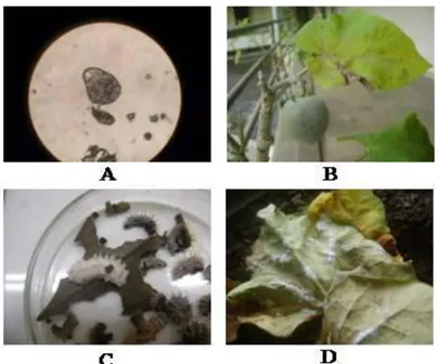 Gambar  3  Embun  tepung  (powdery  mildew)  Oidium  sp.    (A)  Morfologi  daun  jarak  pagar  yang  terserang  Oidium sp