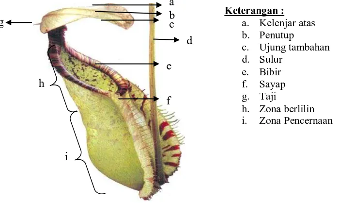 Gambar 1. Morfologi Kantung Nepenthes spp. 