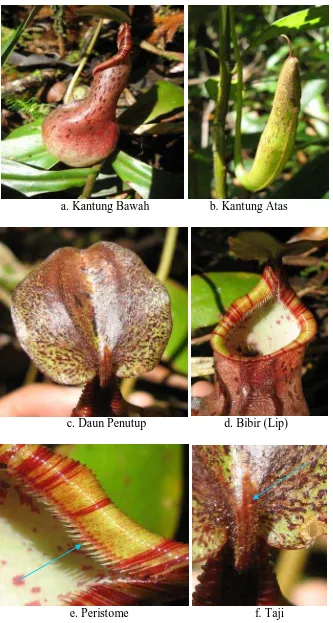 Gambar 7.  Nepenthes  rhombicaulis  Sh. Kurata  