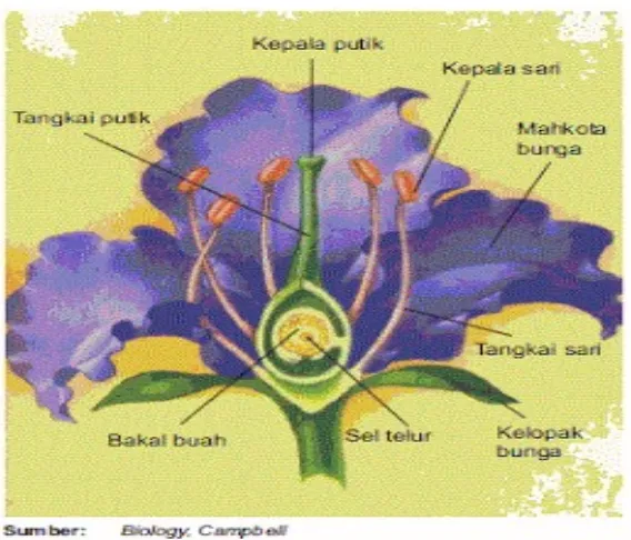 Gambar 1. Bagian-bagian bunga