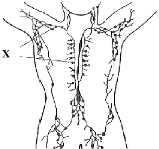 Diagram 9 shows structure X in the human lymphatic system.   