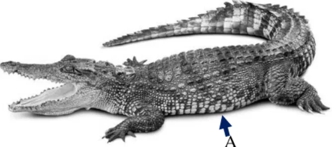 Diagram 1 shows an animal whose scientific name is Crocodylus niloticus. 