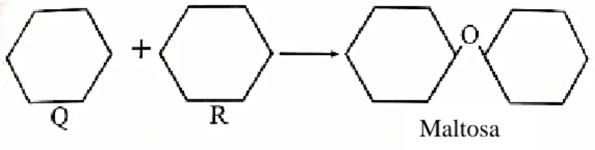 Diagram 3 shows the formation of maltose from molecules Q and R. 