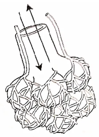 Diagram 6 shows a part of the human respiratory system.  