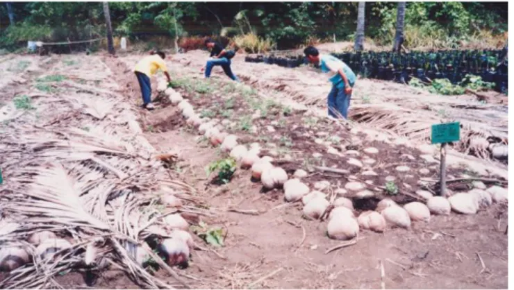 Gambar 2. Pesemaian kelapa 