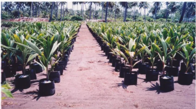 Gambar 3. Pembibitan dengan polybag 