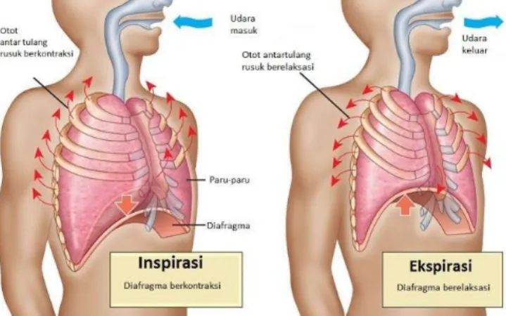 Gambar 11. Mekanisme pernafasan dada dan perut www.utakatikotak.com