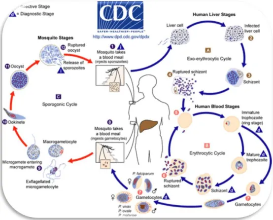 Gambar 1. Siklus hidup plasmodium 
