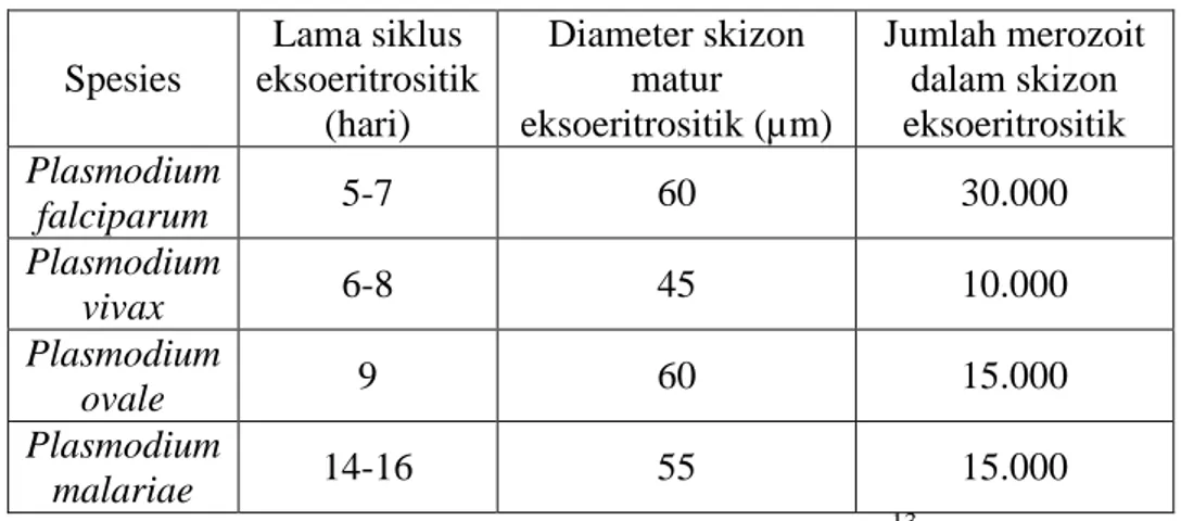 Tabel 2. Lamanya siklus eksoeritrositik. 13