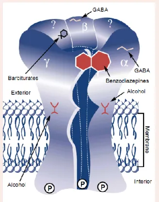 Gambar 7: Reseptor protein benzodiazepin  32 . 