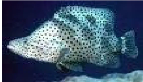 Gambar 1.  Ikan Kerapu Bebek 